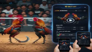 Cách Chọn Sảnh Đá Gà Cựa Dao Philippines Betvip Chuẩn Xác Nhất